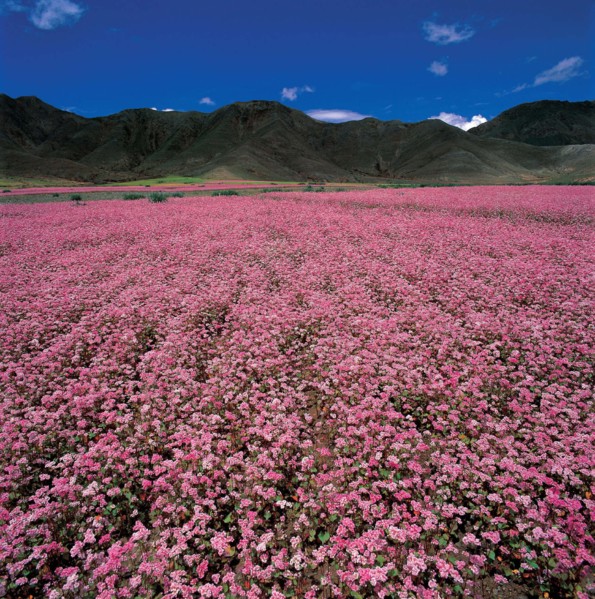 Xigaze, Tibet, Chine