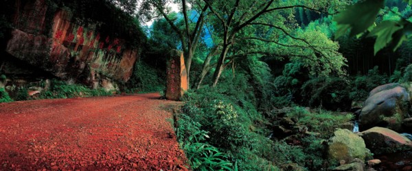 Fougère arborescente, Chishui, province du Guizhou, Chine