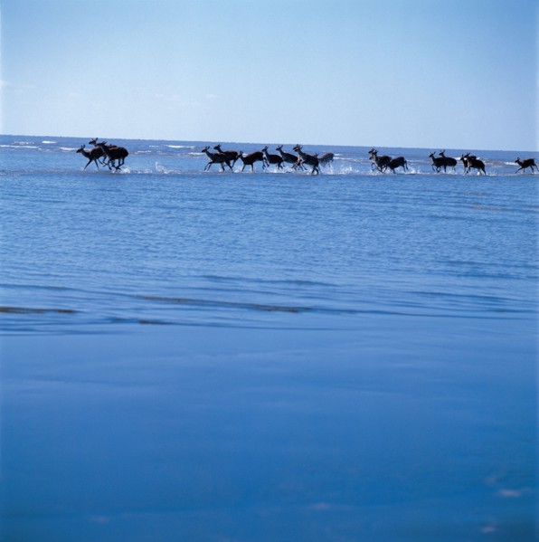 Troupeau de cerfs, Chine