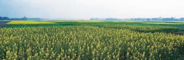 Prairie, province du Sichuan, Chine