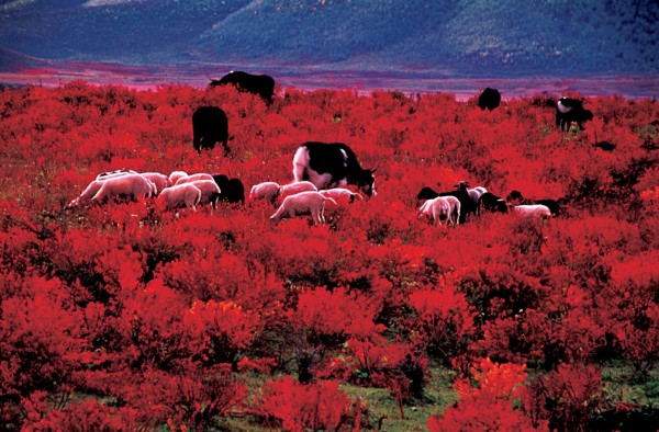 Zhongdian, Shangrila, province du Yunnan, Chine