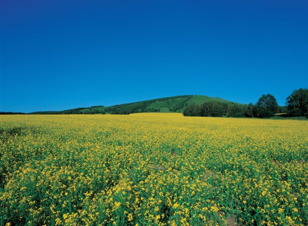 Prairie,  province du Hebei, Chine