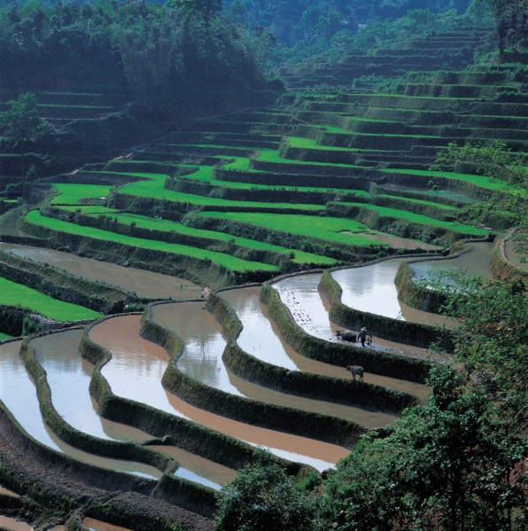 Terrace Yuanyang, province du Yunnan, Chine