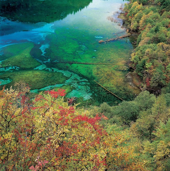 Forêt en bordure d'un lac, Chine