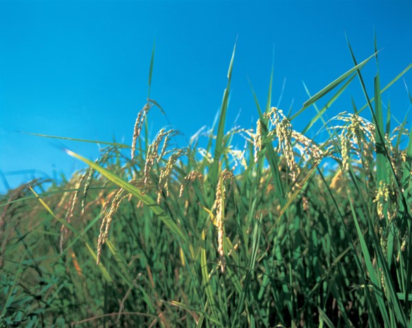 Champ de riz, Chine
