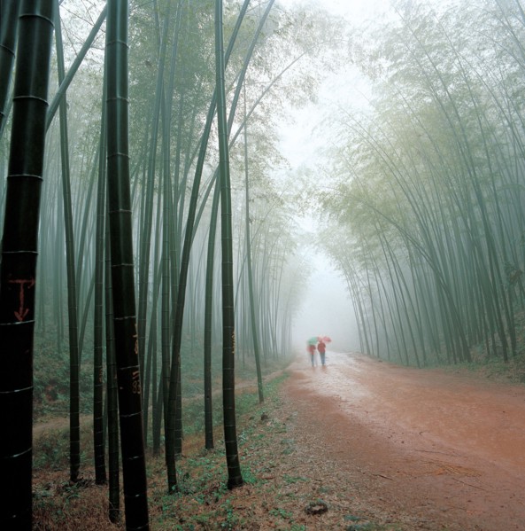 Forêt, Chine