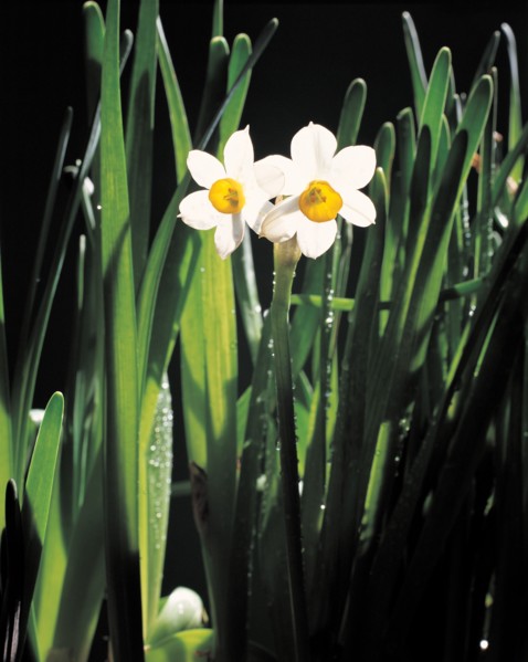 Jonquilles, Chine
