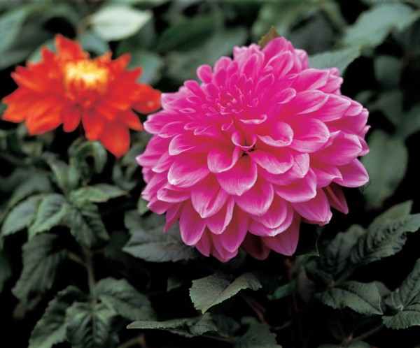Dahlias, Chine