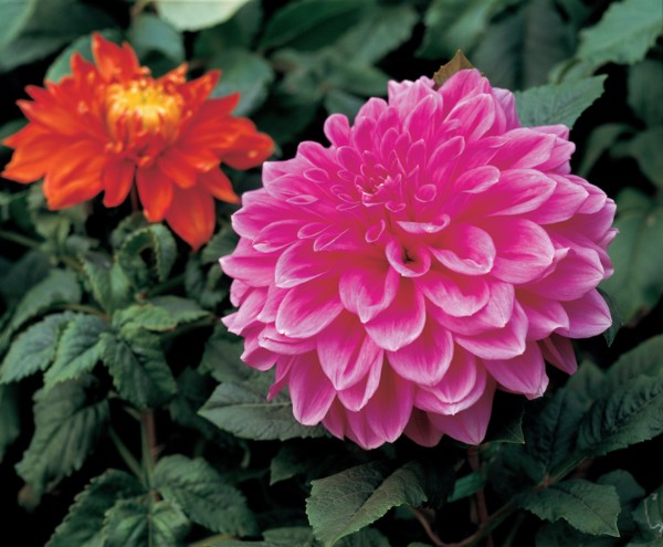 Pivoine, Chine