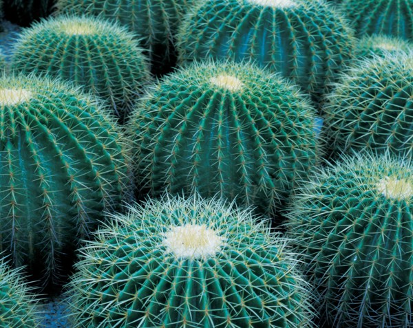 Cactus, China