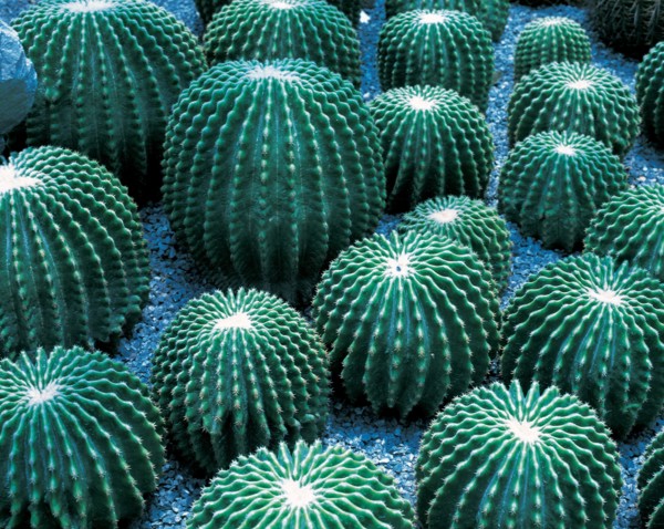 Cactus, China