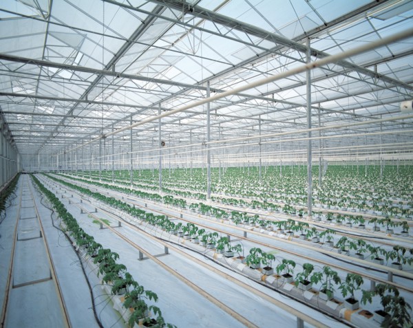 Vegetable greenhouse, China