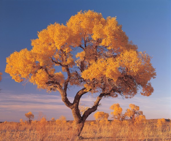 Tree, China