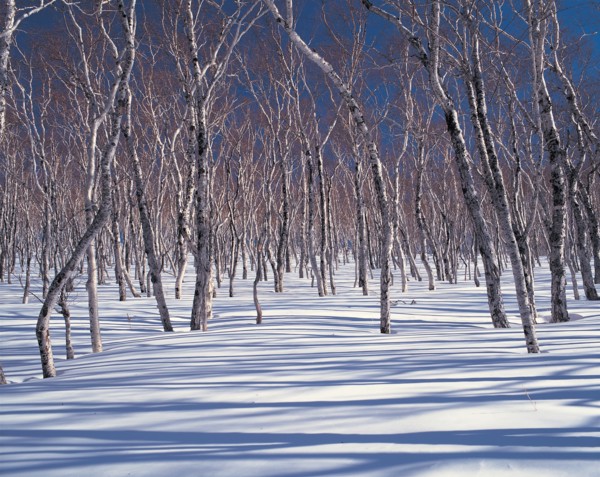 Arbres morts enneigés, Chine