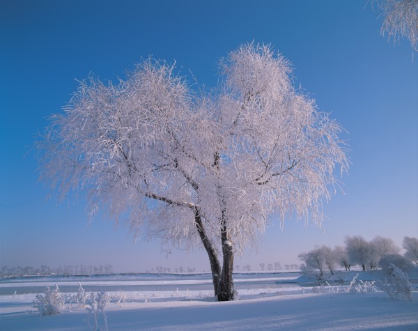Tree in snow, China