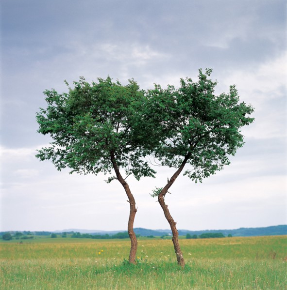 Trees in meadow, China