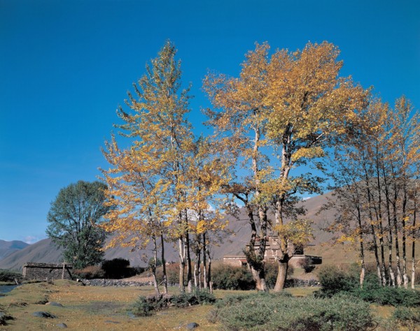 Arbres, Chine