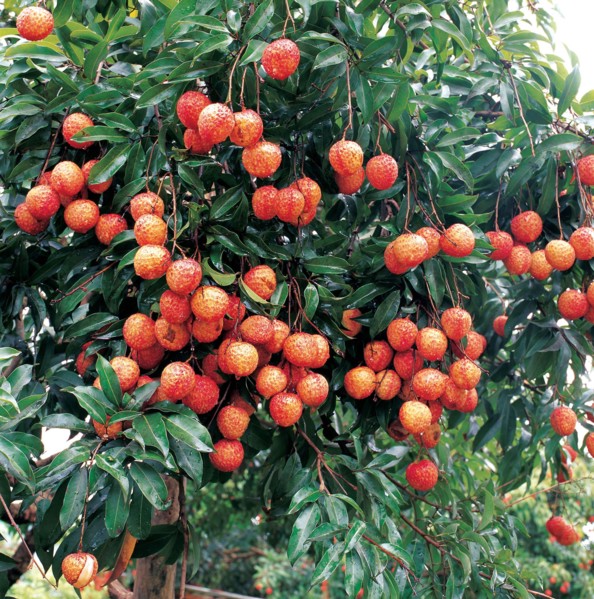 Litchi, Chine