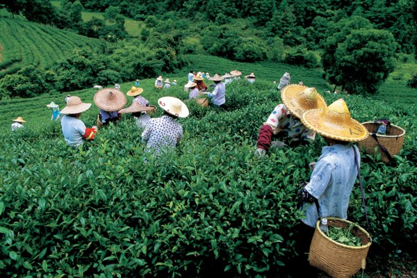 Tea leaf pickers, China