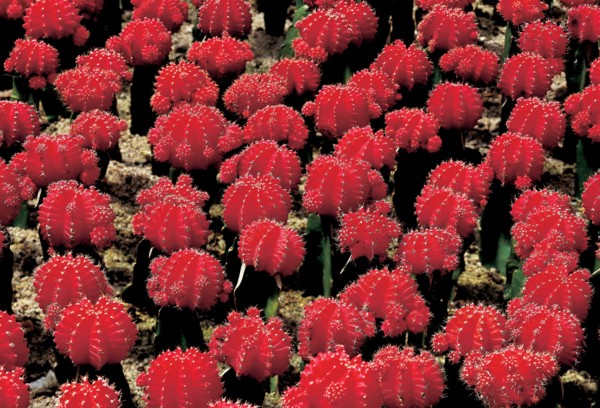 Cactus, China