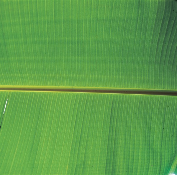Détail d'une feuille, Chine
