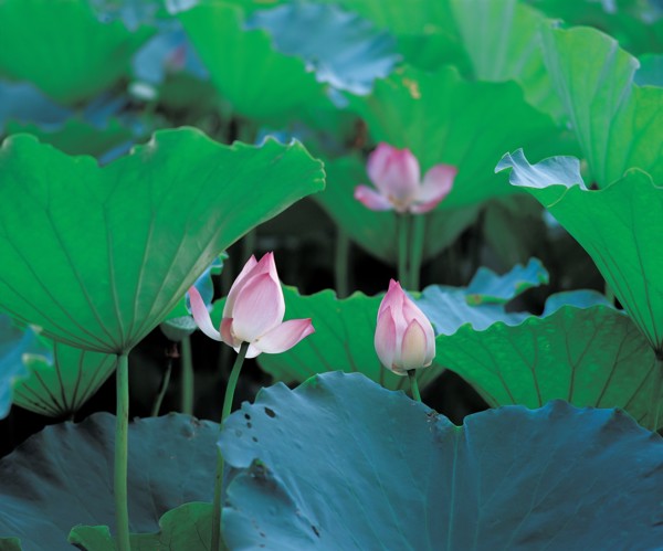 Lotus, China