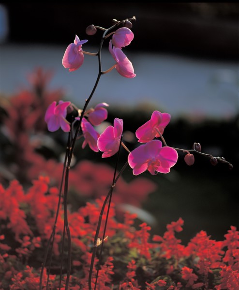 Orchidée, Chine
