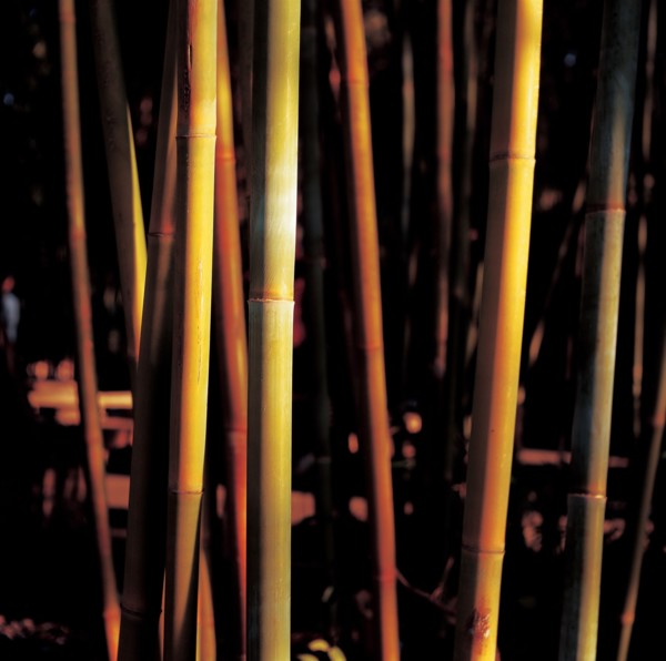 Bambou, Chine