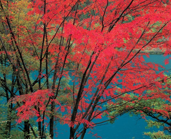 Arbre, Chine