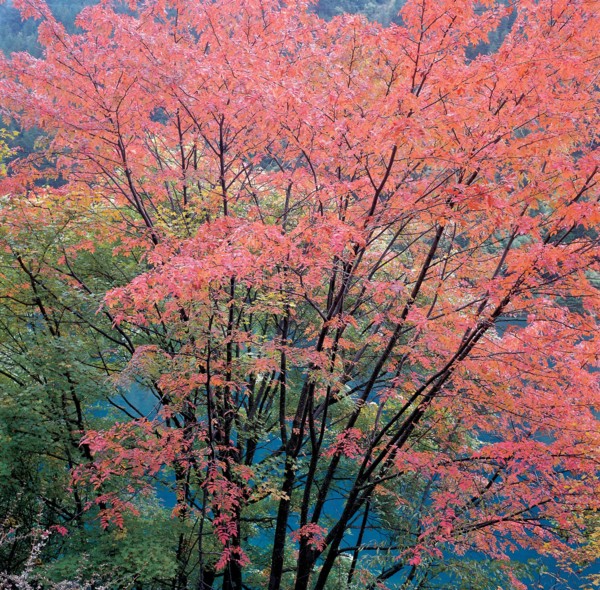 Arbres, Chine