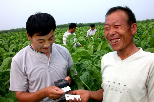 Tobacco peasants in the tobacco field in Rizhao, Shandong, China