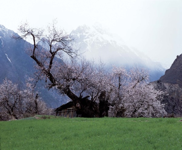 A peach tree in full blossom in Chayu, Tibet, China