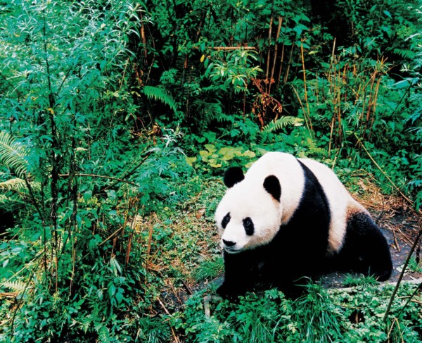 A giant panda in China