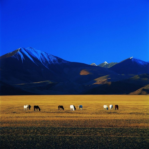 The meadow of Tibet,China