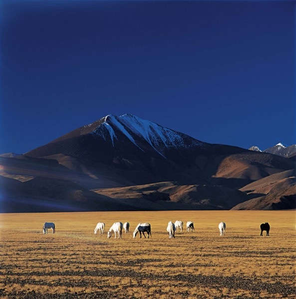 The landscape of a meadow,Tibet,China