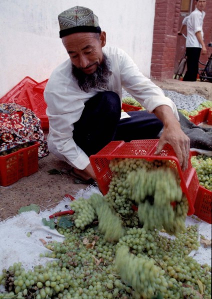 An Uygur man harvests grape in Turpan, Xinjiang,China