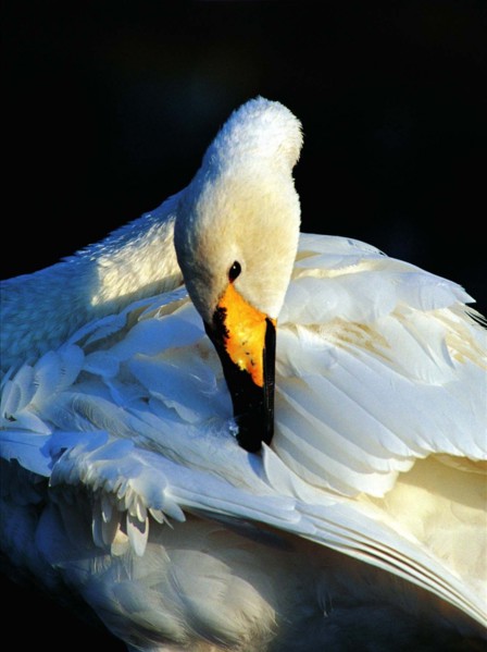 swan of Shangdong,China