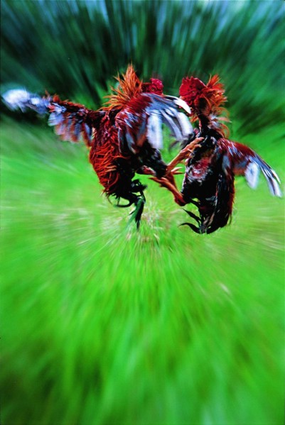 rooster fighting
