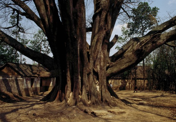 A very old tree in China