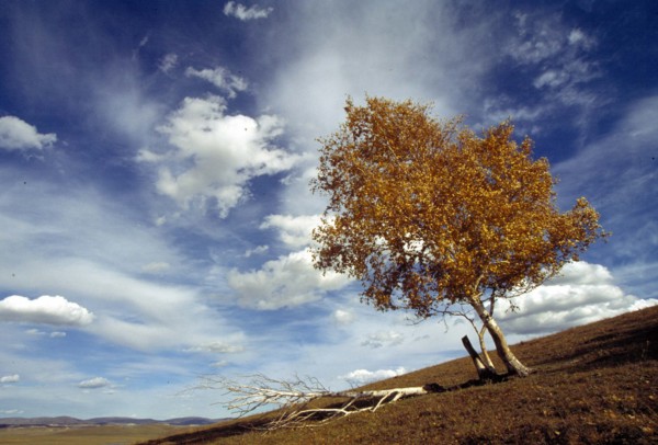 The landscape of Bashang,Hebei Province,China