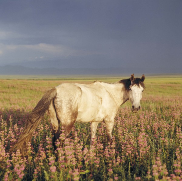 A horse wandering on the grassland of Bashang, Hebei Province, China