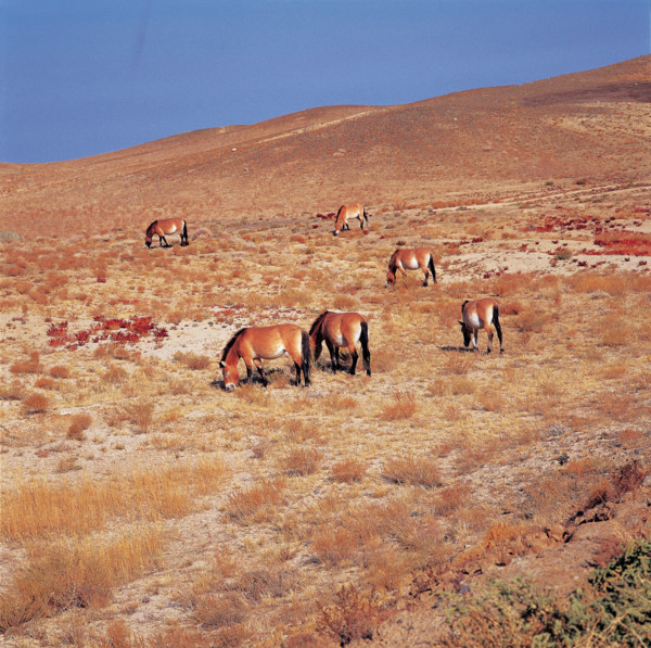 horses eating grass on the grassland of Junggar Basin,Sinkiang Province,China