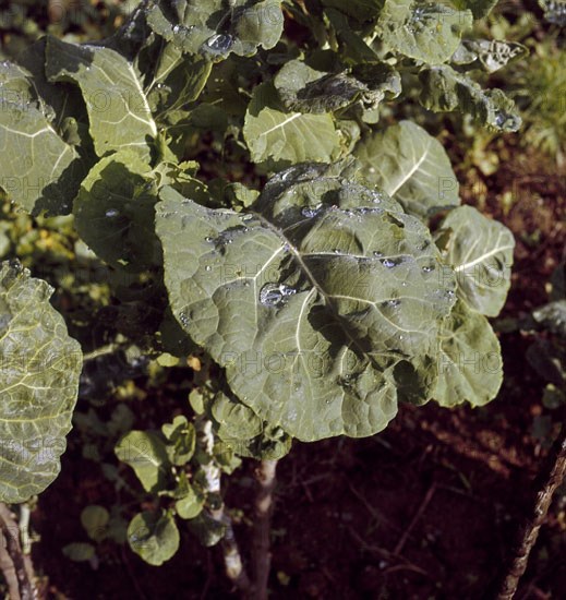 Cabbage leaves