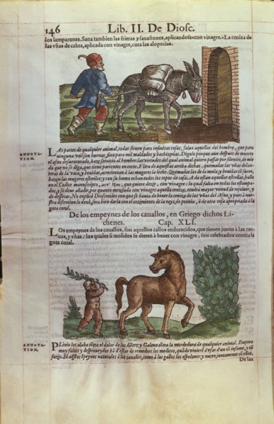 DIOSCORIDES 40/90 DC. DE MATERIA MEDICA - LIBRO MEDICO DEDICADO A FELIPE II - CAP 61 - SOBRE LOS CABALLOS Y DEMAS EQUIDOS