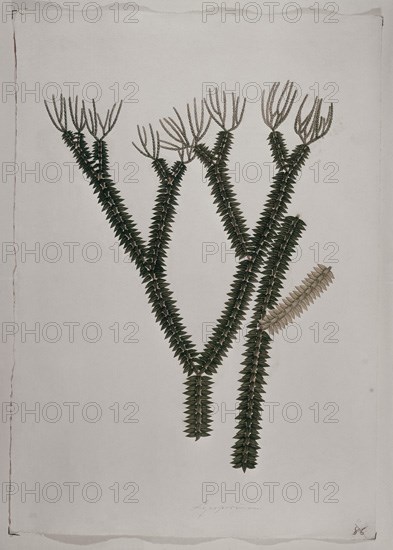 MUTIS CELESTINO 1732-1808
NERPODINUM
MADRID, JARDIN BOTANICO
MADRID

This image is not