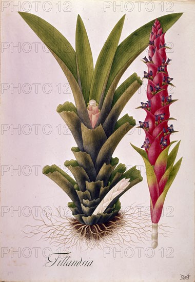 MUTIS CELESTINO 1732-1808
FILLANDSIA
MADRID, JARDIN BOTANICO
MADRID

This image is not