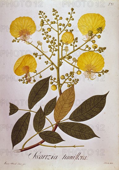MUTIS CELESTINO 1732-1808
SWARTZIA
MADRID, JARDIN BOTANICO
MADRID

This image is not