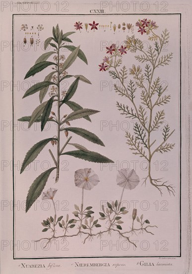MUTIS CELESTINO 1732-1808
NIEREMBERGIA
MADRID, JARDIN BOTANICO
MADRID

This image is not