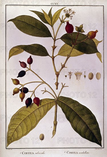 MUTIS CELESTINO 1732-1808
COFFEA (CAFE)
MADRID, JARDIN BOTANICO
MADRID

This image is not