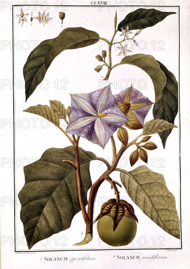 MUTIS CELESTINO 1732-1808
SOLANUM
MADRID, JARDIN BOTANICO
MADRID

This image is not